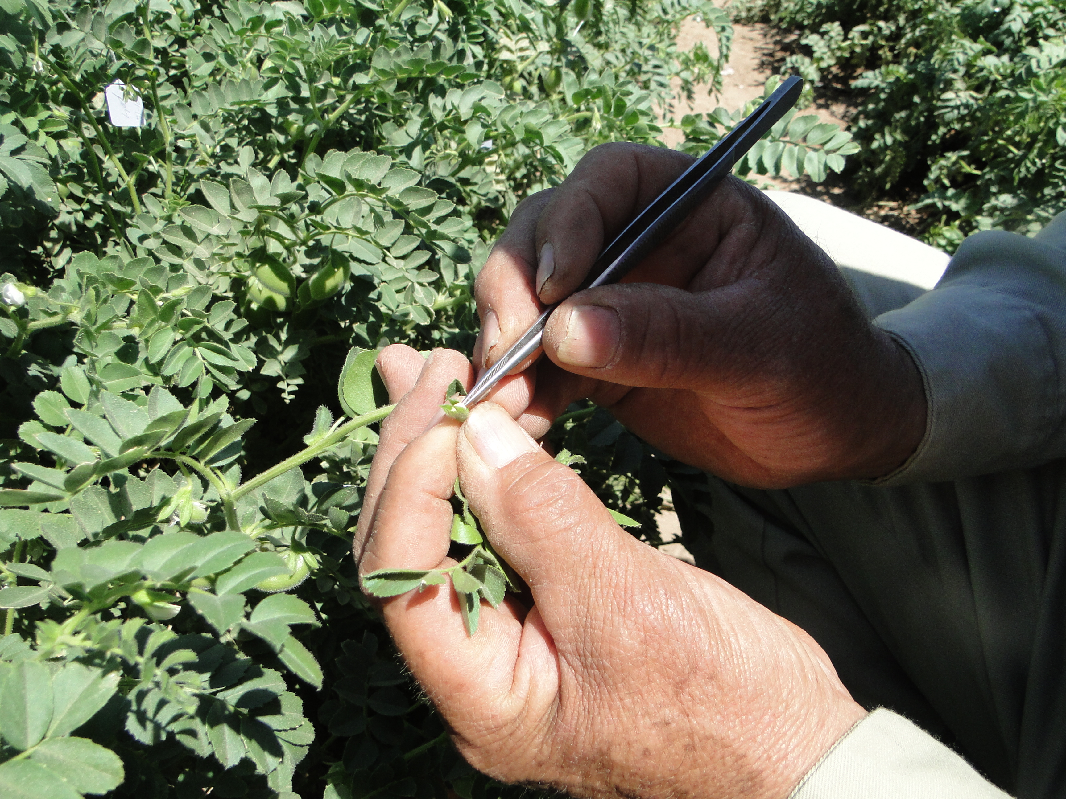 Sagarhpa invita al XIII Simposio Nacional de Garbanzo